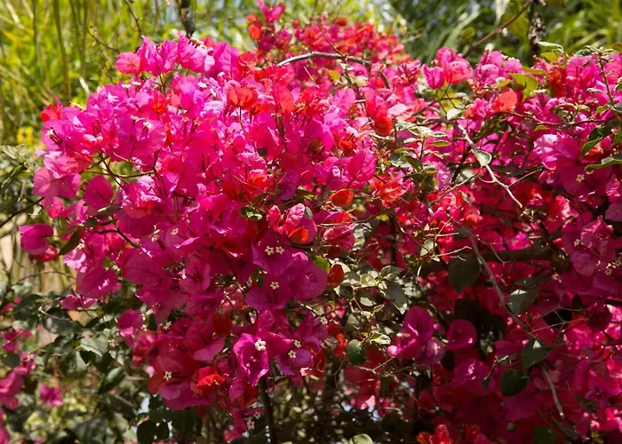 Million Flowers Villa