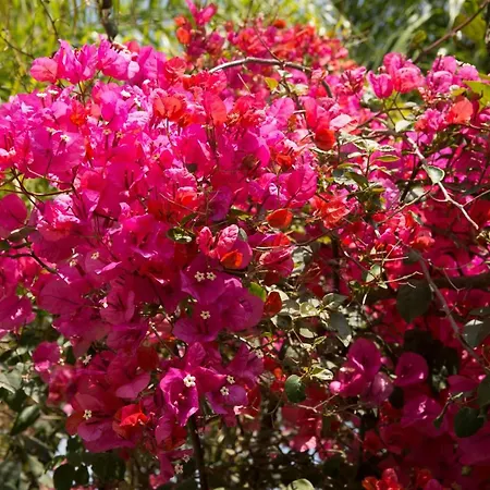 Million Flowers Villa